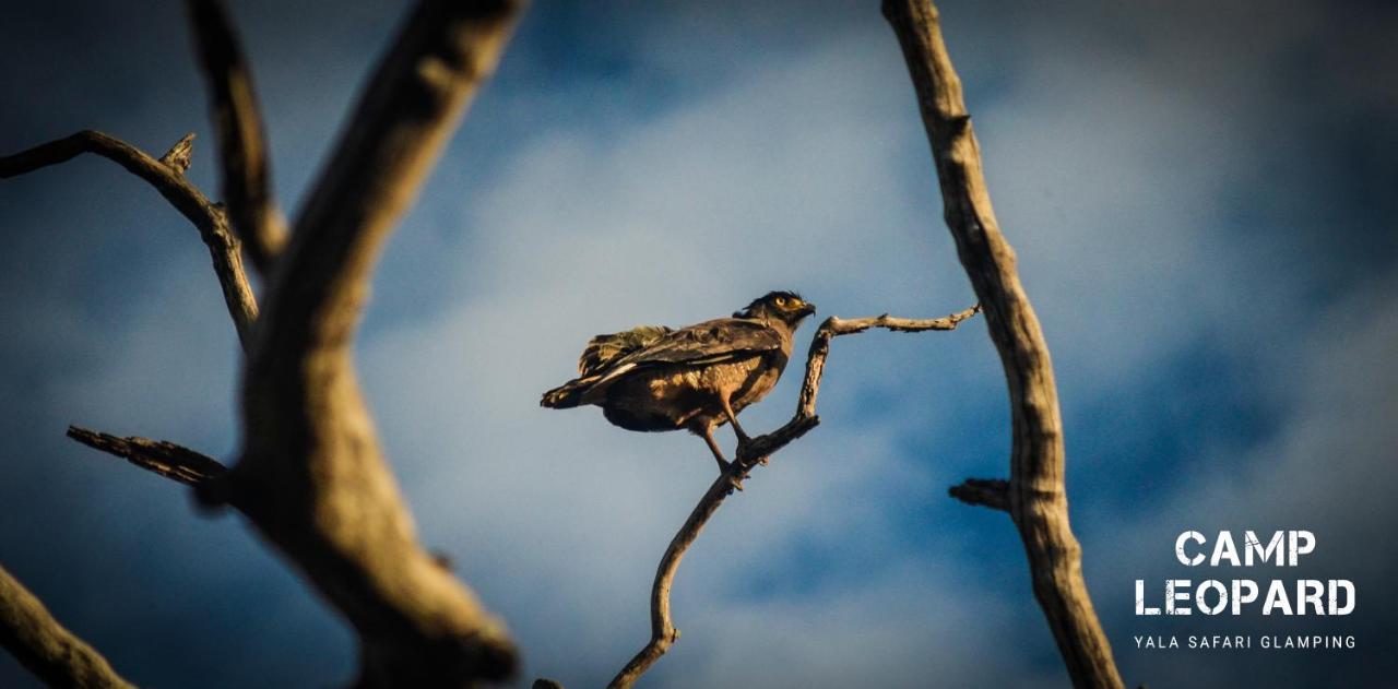 Готель Camp Leopard - Yala Safari Glamping Екстер'єр фото