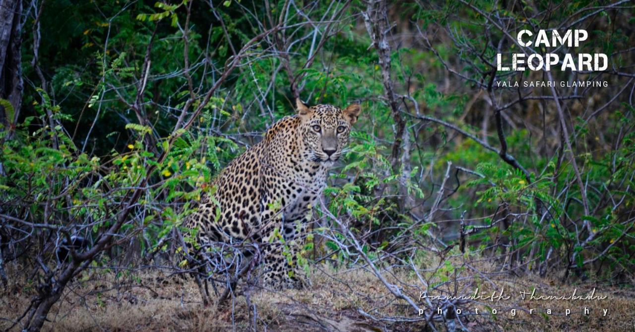 Готель Camp Leopard - Yala Safari Glamping Екстер'єр фото