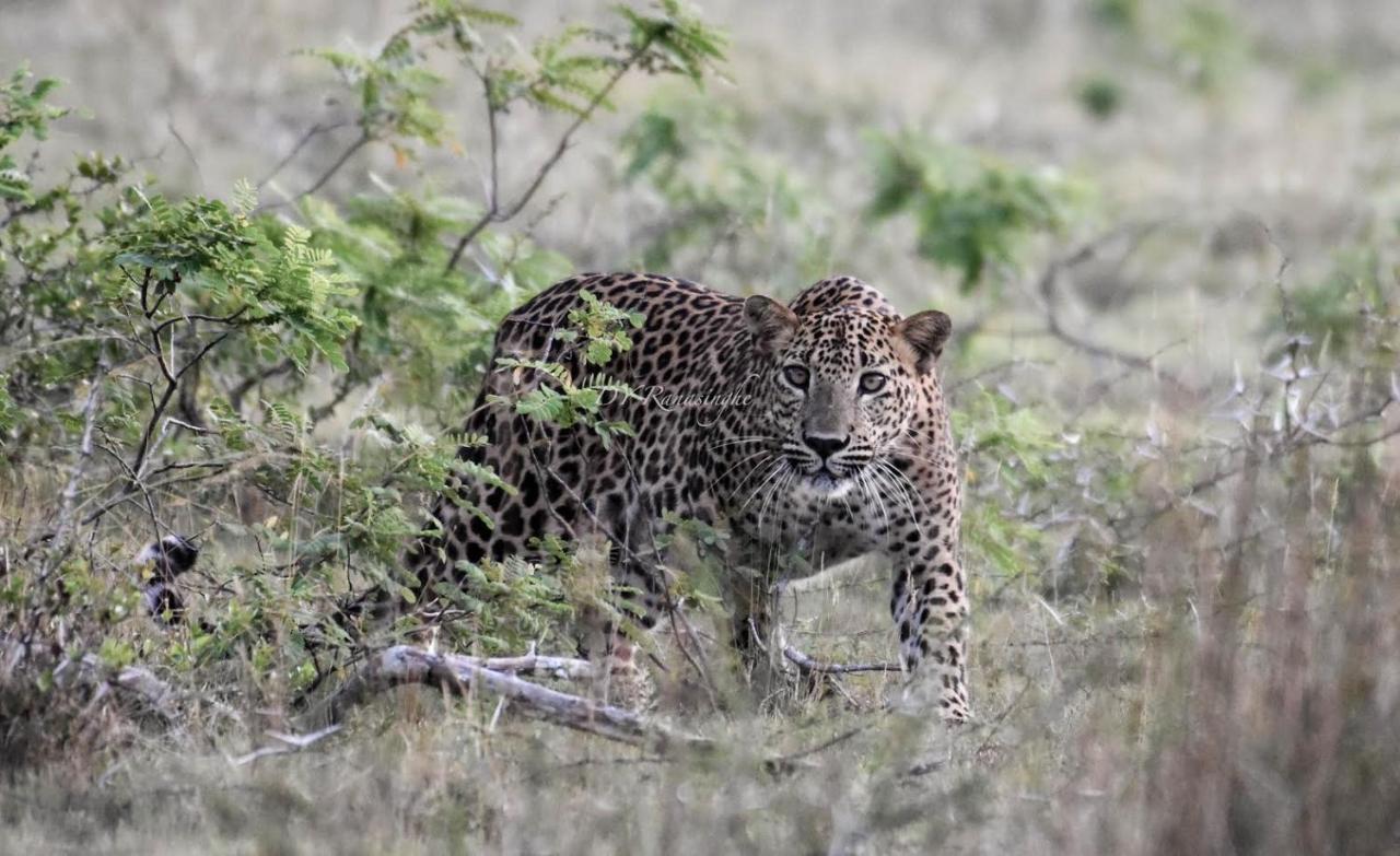 Готель Camp Leopard - Yala Safari Glamping Екстер'єр фото