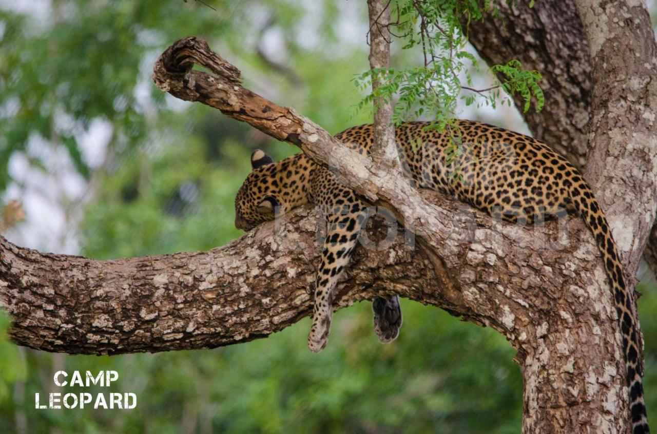 Готель Camp Leopard - Yala Safari Glamping Екстер'єр фото