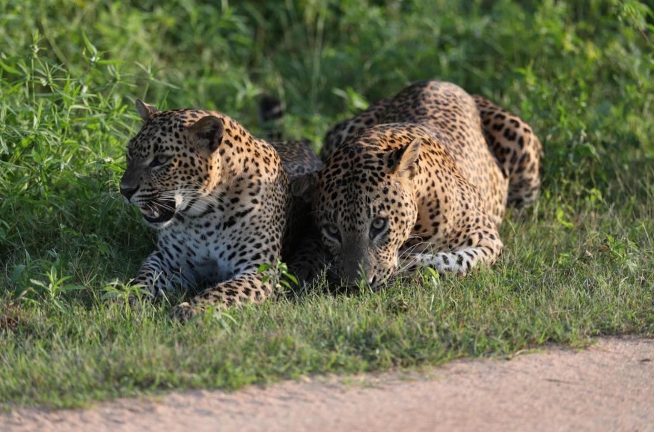 Готель Camp Leopard - Yala Safari Glamping Екстер'єр фото