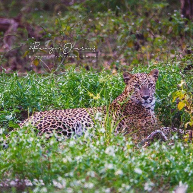 Готель Camp Leopard - Yala Safari Glamping Екстер'єр фото