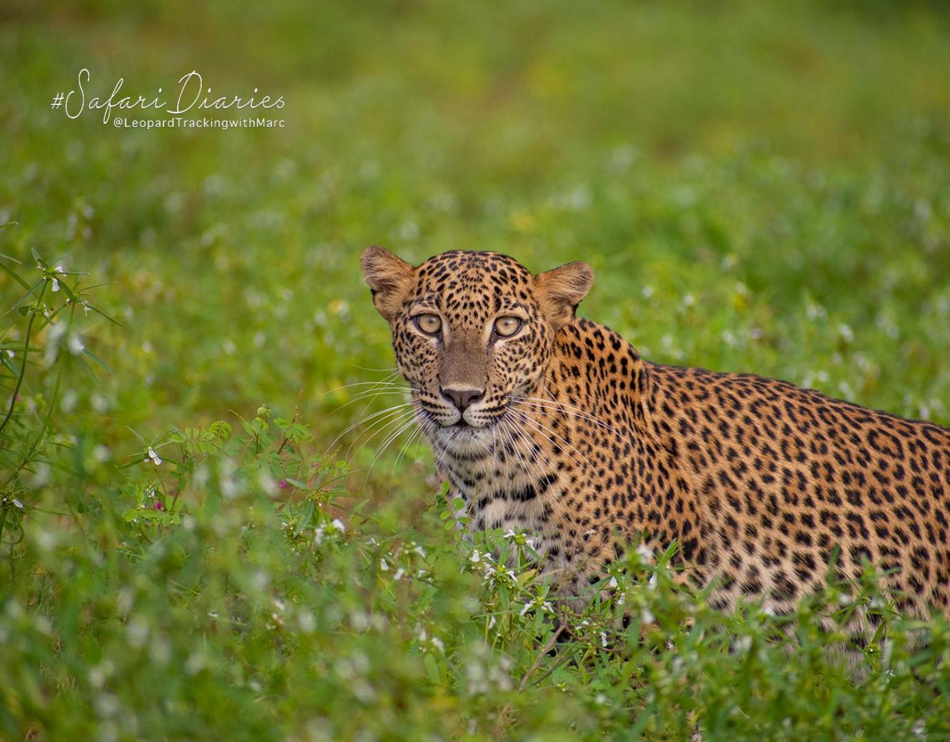 Готель Camp Leopard - Yala Safari Glamping Екстер'єр фото