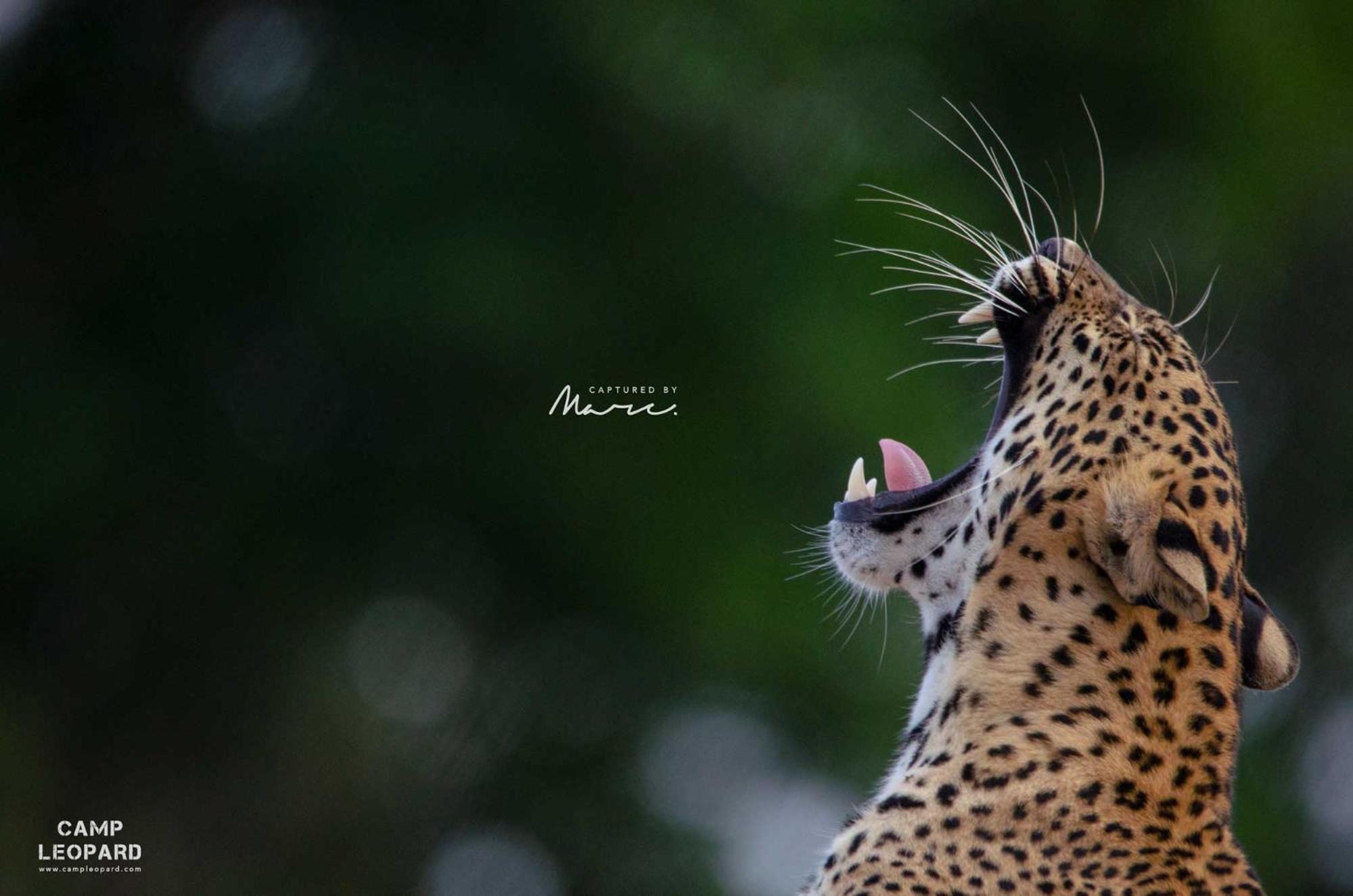 Готель Camp Leopard - Yala Safari Glamping Екстер'єр фото