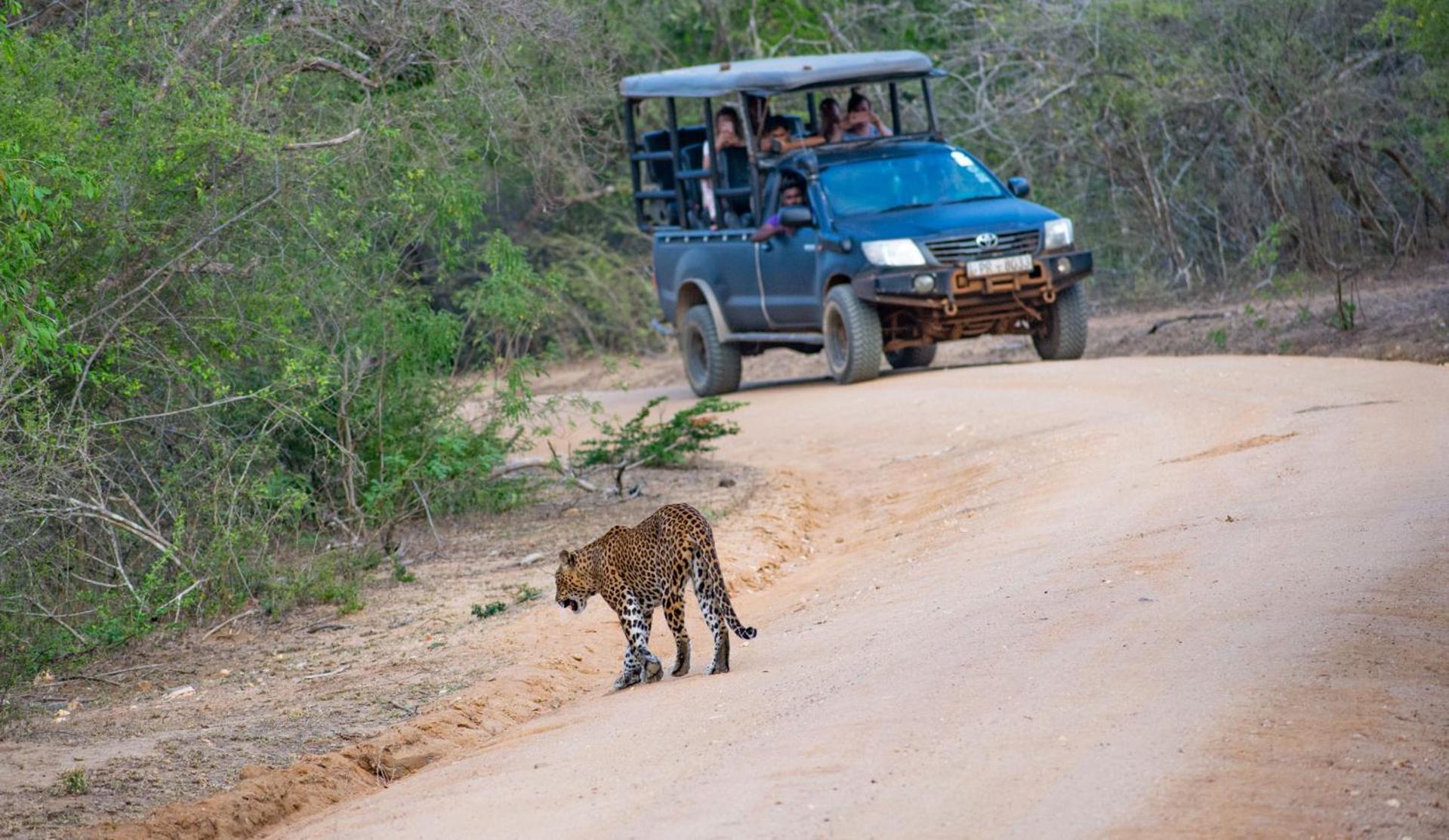 Готель Camp Leopard - Yala Safari Glamping Екстер'єр фото