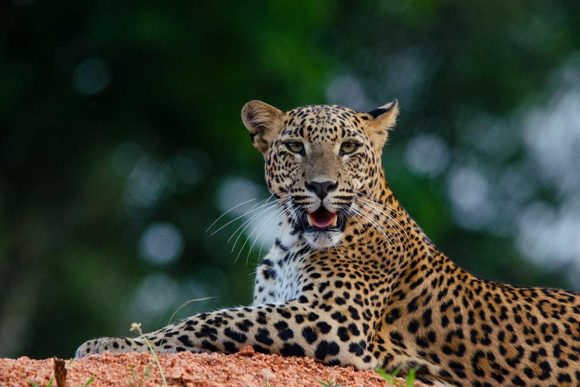 Готель Camp Leopard - Yala Safari Glamping Екстер'єр фото